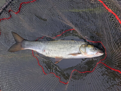Asp fish in the landing net. Trophy of the summer spinning fishing - the asp (Leuciscus aspius) caught in the river on the crankbait wobbler.