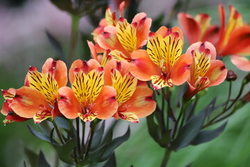 Alstroemeria aurea, commonly called Peruvian lily or incas.