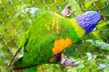 lorikeet griping fence with fauna back drop