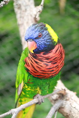 rainbow colored lorikeet with intelligent look
