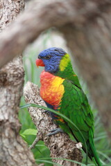 rainbow lorikeet in the tree with fierce look