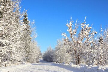 Winter landscape. Snow and trees with road or street. Stockholm, Sweden.