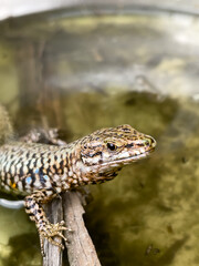 A close-up shot of a European lizard basking in the sunlight on a rocky surface. The lizard's intricate scales and vibrant colors are highlighted against a natural background, showcasing the beauty.