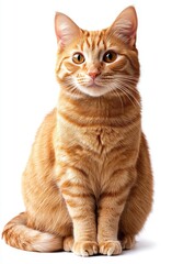 orange cat sitting and looking at the camera, against a white background
