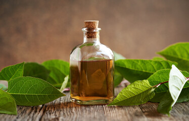 A bottle of herbal tincture with fresh japanese knotweed or Reynoutria japonica leaves