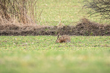 European hare (Lepus europaeus) animal sits in the field and eats green grass during the day.