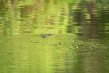 Grass snake (Natrix natrix) a popular non-venomous snake with dark skin and yellow temples. The reptile swims to the other side of the river.