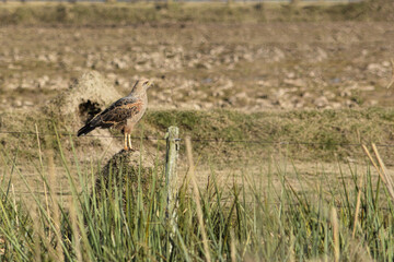 red kite with the first light of dawn on a cold winter day