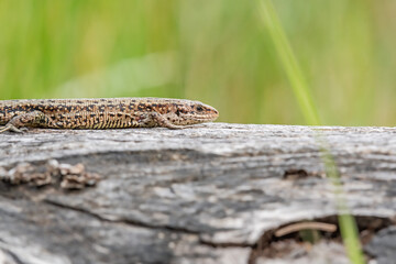 Sand lizard (Lacerta agilis) female, a popular species of lizard, a brown reptile lies on a tree trunk and basks in the sun.