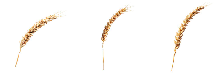 Set of A single, detailed wheat isolated on transparent background