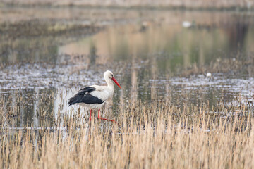 White stork (Ciconia ciconia) a large wading bird with black and white plumage, the animal walks on a muddy pond and looks for food among the reeds.