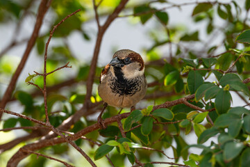 House Sparrow (Passer domesticus)