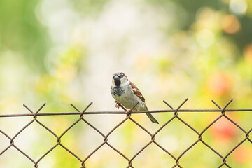 House sparrow (Passer domesticus) a small common bird with brownish-gray plumage. The bird sits on a fence in the garden.