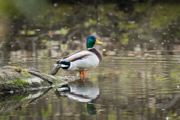 Mallard duck (Anas Platyrhynchos) male, a large water bird with colorful plumage, the animal stands in the water at the river bank.