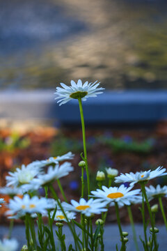 Savannah, Georgia, USA. Cluster of daisy flowers at Forsyth Park