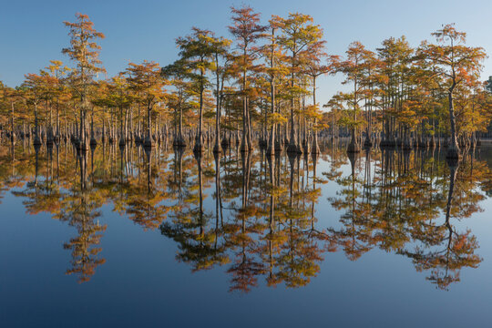 Usa, Georgia, George L. Smith State Park, Pond Cyprus (Taxodium ascendens) in early morning light