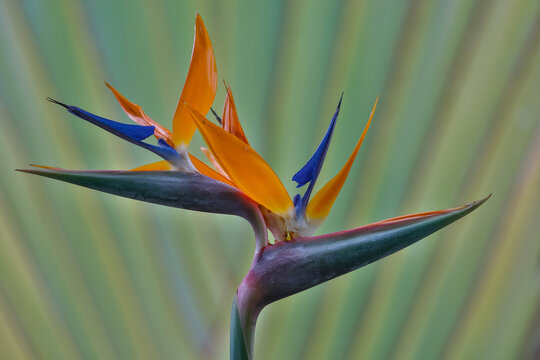 USA, Hawaii, Maui. Bird of Paradise with travelers palm as a backdrop
