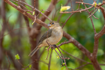 Fototapeta premium Double-collared Seedeater (Sporophila caerulescens) ♀