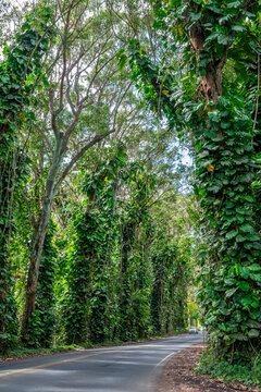 Tunnel of trees, Maluhia Road, Kauai, Hawaii, USA.