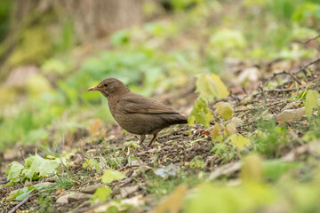 Obraz premium Common blackbird (Turdus merula) female medium-sized bird with brown plumage, the animal sits in the park on the ground among the vegetation and looks for food.