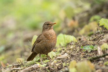 Obraz premium Common blackbird (Turdus merula) female medium-sized bird with brown plumage, the animal sits in the park on the ground among the vegetation and looks for food.