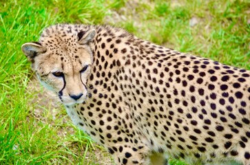 Cheetah
