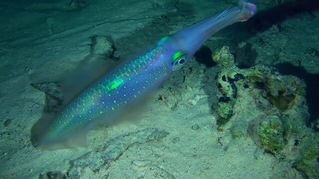 Bigfin reef squid (Sepioteuthis lessoniana) swims near the seabed changing its color in a wide range, close-up.