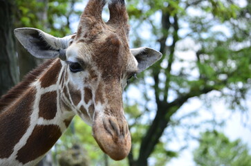Giraffe