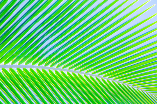 USA, Hawaii, Maui, Kihei palm leaf