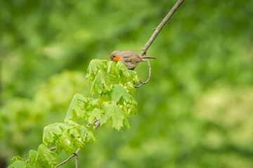 European robin (Erithacus rubecula) small migratory bird, animal sitting on a green tree branch.