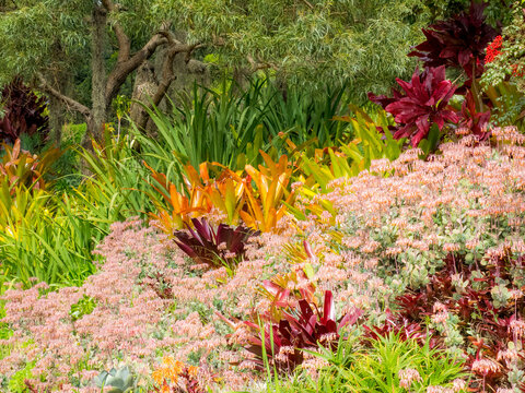 USA, Hawaii, Maui, Up Country, Kula garden with Bromides