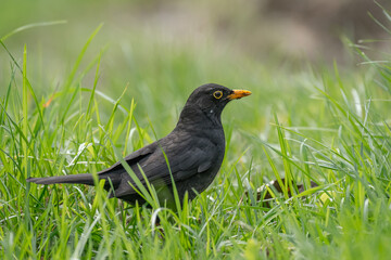 Common blackbird (Turdus merula) male a medium-sized bird with black plumage, the animal stands in green grass and searches for food.