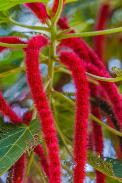 Red Hot Cat Tail Philippine Medusa Chenille Plant, Waikiki, Honolulu, Hawaii.