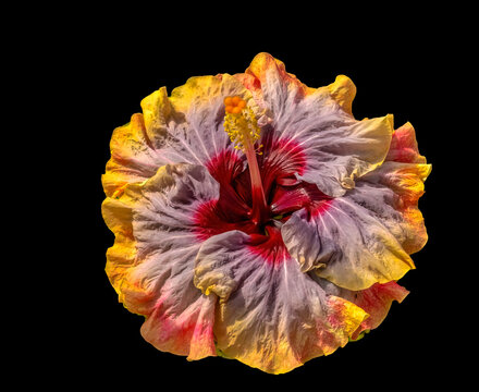 Colorful Maroon Blue Orange Voodoo Queen hibiscus flowers, Waikiki, Oahu, Hawaii.