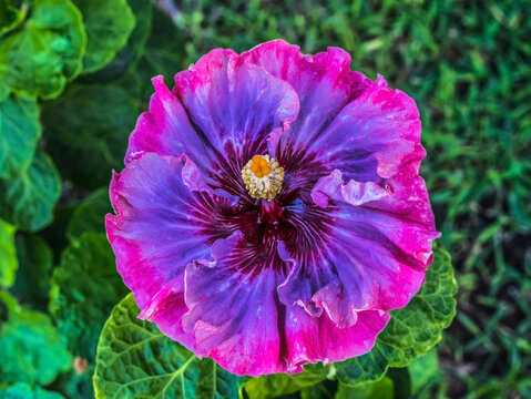 Colorful Princess hibiscus flower, Waikiki, Oahu, Hawaii.