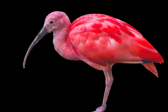 Colorful scarlet, Waikiki, Honolulu, Hawaii. Tropical bird native to South America.