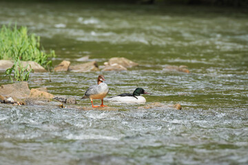 Common merganser (Mergus merganser) male and female, medium-sized water bird, pair of birds resting in shallow water in a river.