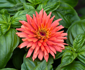 Macro of a Senorita Zinnia, a blend of salmon and pink mostly double cactus zinnias. This zinnia is growing between basil plants for companion gardening. Great for the WOW factor in gardens on a go
