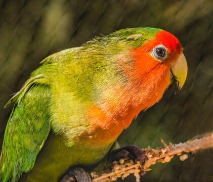 Colorful rose-faced lovebird, Oahu, Hawaii. Originally from Madagascar.