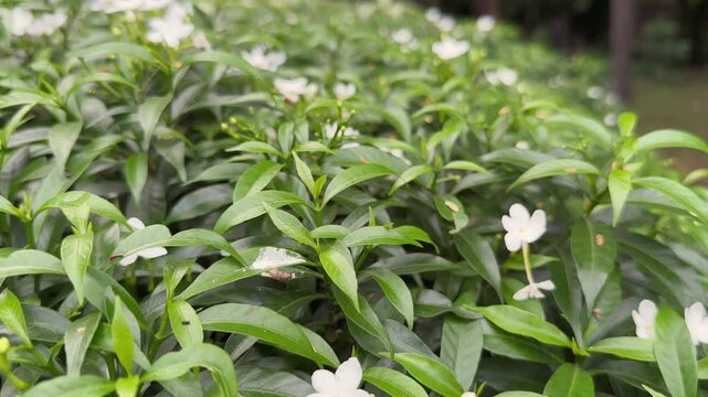tracking shot showing blooming of pinwheel flower, crape jasmine, East India rosebay, also called bush chandni, MINI CHANDNI PLANT