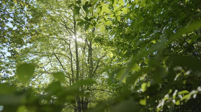 Fresh and green trees in an early spring morning. Clear and sunny weather.