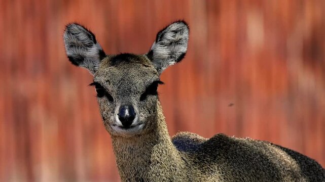 Klipspringer small antelope in Southern Africa shaking its head, telephoto slomo