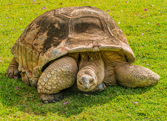 Aldabra giant tortoise, Waikiki, Hawaii. Native to Madagascar, tortoises can live to a 200 years old.