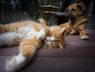 Cat and dog sleeping in nature.