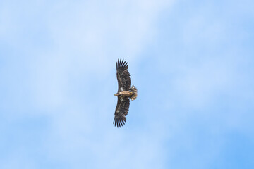 White-tailed eagle (Haliaeetus albicilla) a large bird of prey soars with spread wings high in the sky.