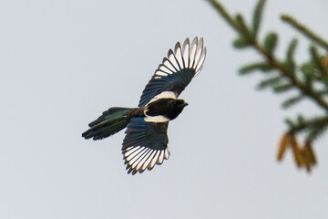Elster im Flug bei der Futtersuche