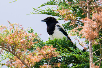 Elster sitzt auf einem Baum