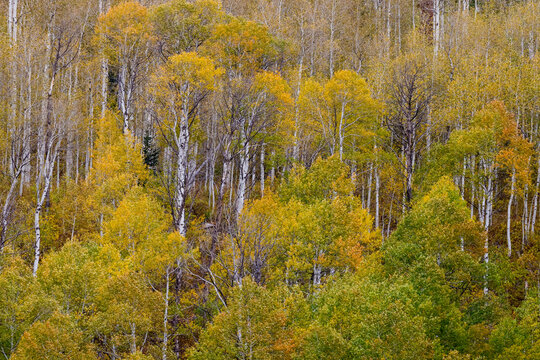 USA, Idaho, Liberty. Mink Creek, Highway 36, Aspen groves with leaves golden during Autumn