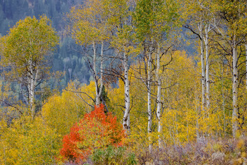 USA, Idaho, Liberty. Mink Creek, Highway 36, hillside with fall colors on Aspens and canyon maple trees.