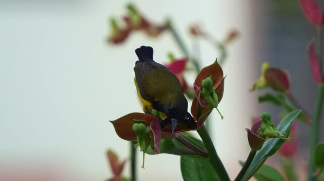 A male Olive-backed Sunbird with vibrant iridescent plumage, feeding on the nectar of a euphorbia plant and hop away to another cluster, close up shot capturing the beauty of flora and fauna.